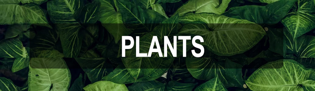 order plants now