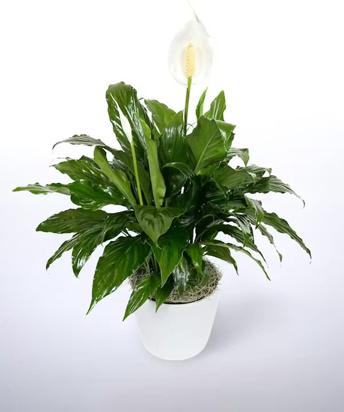 Peace Lily