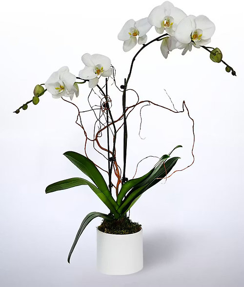Double White Orchid